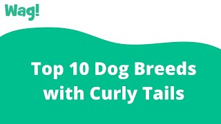 Top 10 Dog Breeds with Curly Tails | Wag! screenshot 3