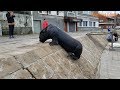 Lobo marino trepa paredón - Mar del Plata - 4K - Animales graciosos - Funny animals - Incredible