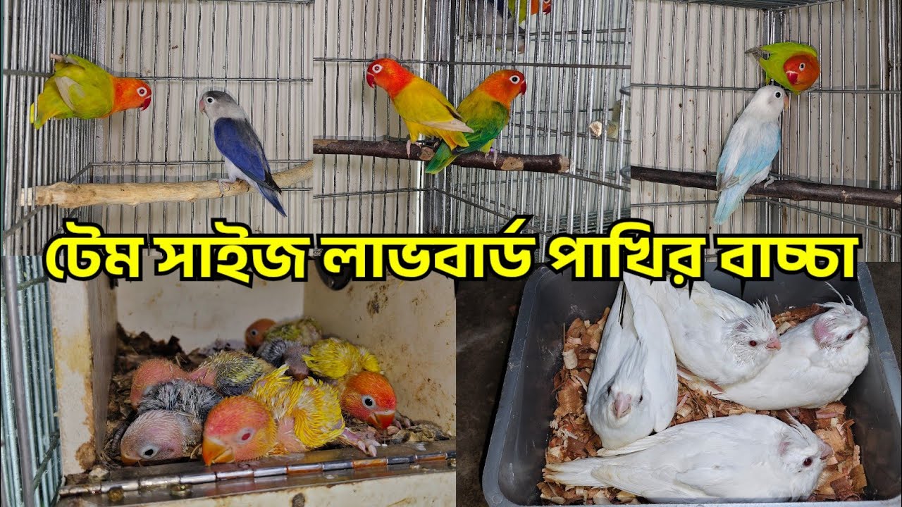 টেম সাইজ ককাটেল পাখি | লাভবার্ড পাখি পালন | Sk Aviary & Agro