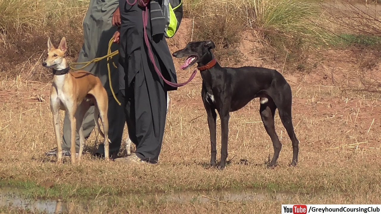 cutest greyhound dogs in Punjab YouTube
