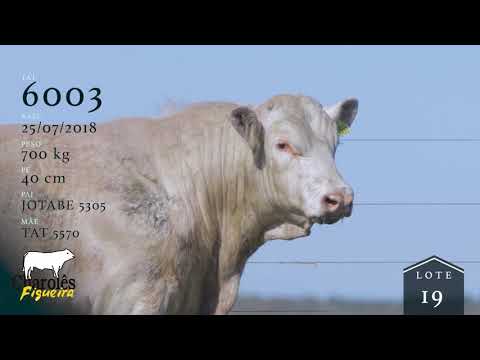 Lote 19 - TAT 6003