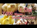 Жөжөлөр Оптом Сатылат.Ош шаарда ушул жерден тарайт.