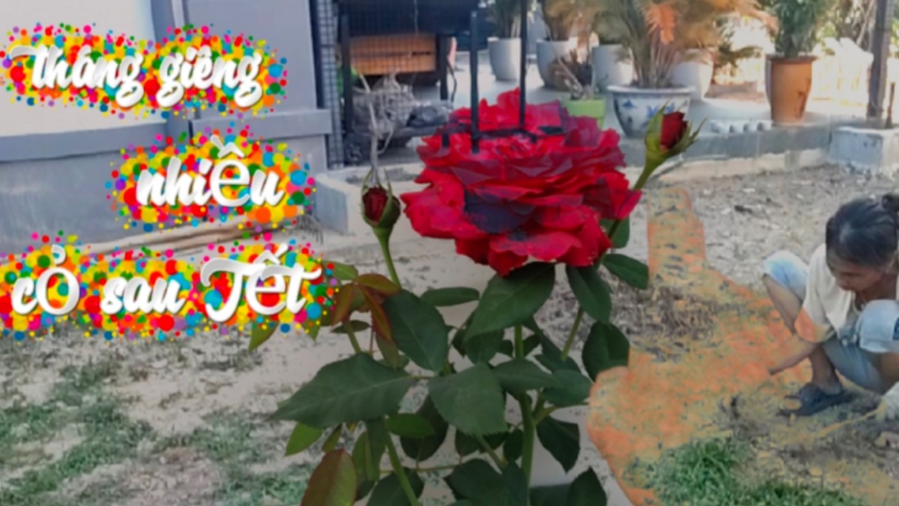 Vợ chồng Việt Đức:)#287# dọn cỏ sau Tết/ cuộc sống hàng ngày nhà vườn sau Tết bính ngọ