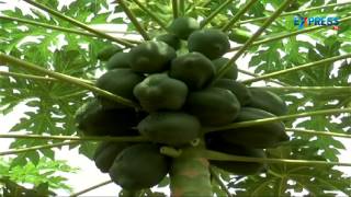 Success story of a Lady Farmer in Papaya and Orange Cultivation - Paadi Pantalu