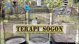 TES MENTAL SOGON DENGAN SUARA SOGON INI        #terapisogon  #sogonkoloni #pancingansogoncepatgacor