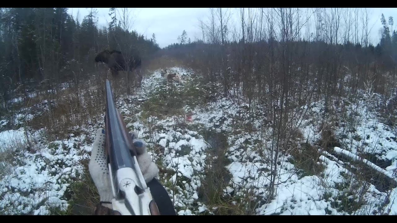 Стреляют лося