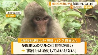 都内の住宅街にサル　ナスかじる…専門家「餌付けしないで」【知っておきたい！】【グッド！モーニング】(2024年6月27日)