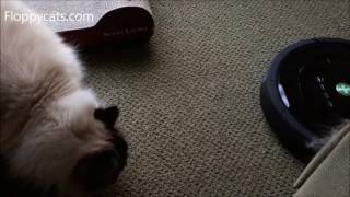 iRobot Roomba Vacuum - Ragdoll Cats React to iRobot Roomba Robot Vacuum for First Time - Floppycats