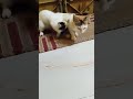Tu Meri Jindegi Hay # Cat