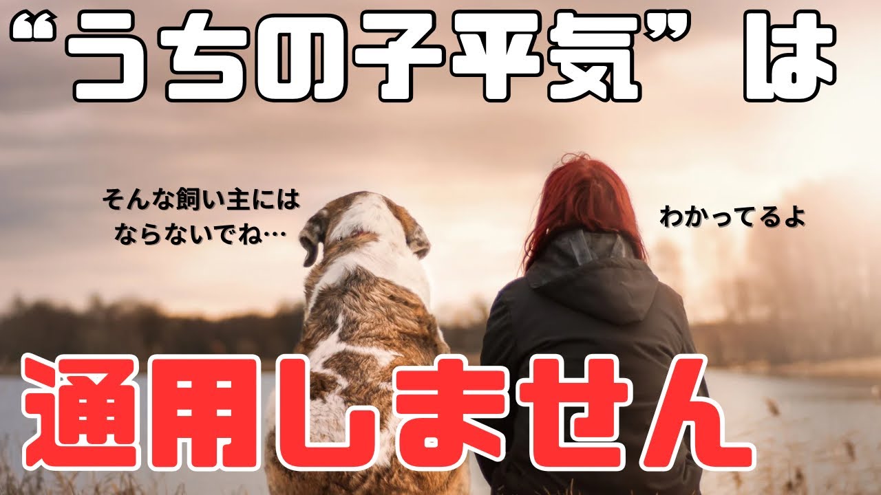 犬が苦手な犬の気持ち、分かってますか？？~全ての飼い主様へ伝えたいこと~