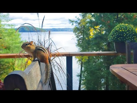 Taking Chipmunk Attendance Before 2020 Winter Sleep And How Long Do Chipmunks Live?
