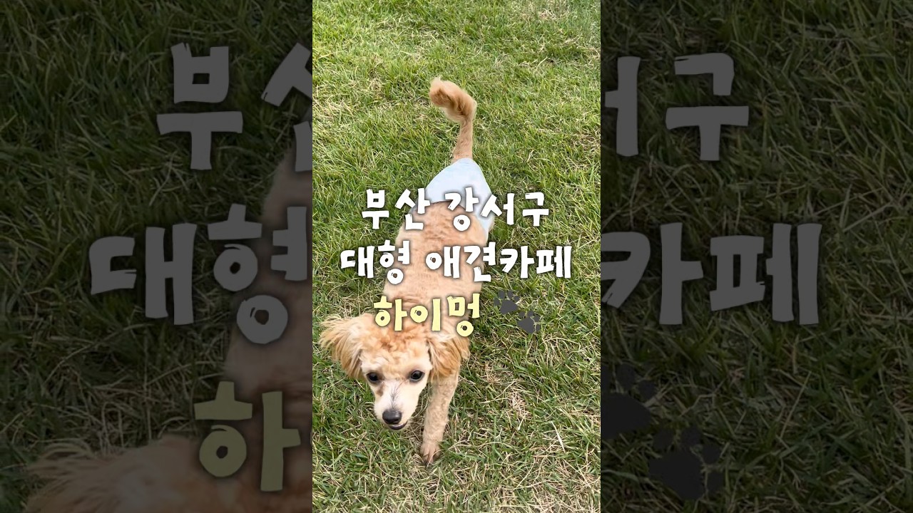 부산 강서구 대형 애견카페 하이멍 방문 후기 🐾