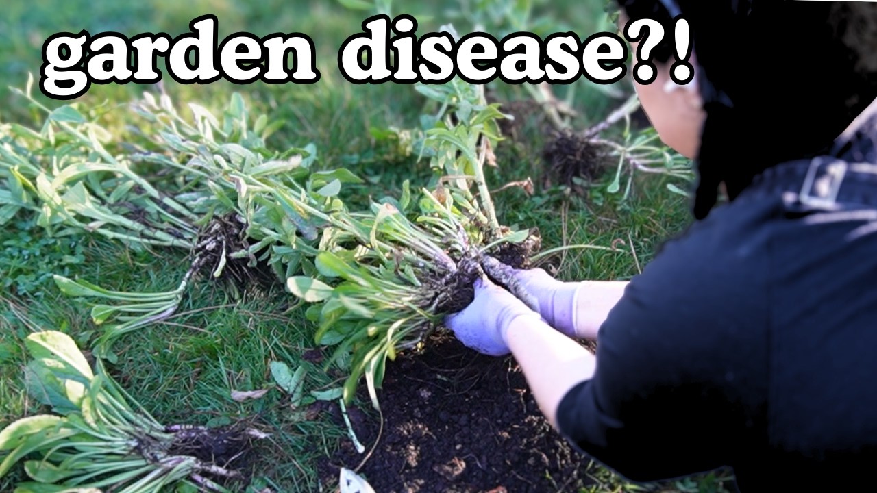 after my favorite rose died, I'm not taking any more chances! | rooting roses & handling leafy gall