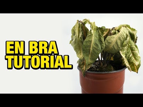 Video: Varför Blommar Inte Kalanchoe Hemma, Utan Bara Löv Växer? Hur Ska Man Ta Hand Om Och Hur Man Matar Kalanchoe För Att Få Den Att Blomma?