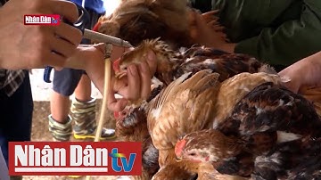 Nguy cơ bùng phát dịch cúm gia cầm