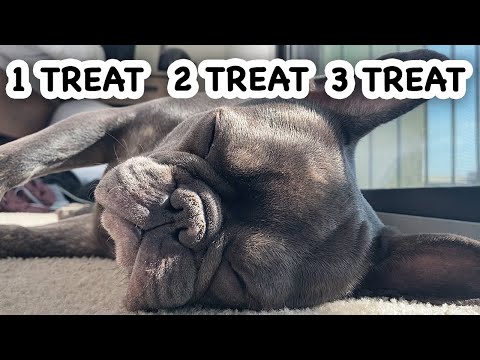 my-frenchie-has-the-best-dream!