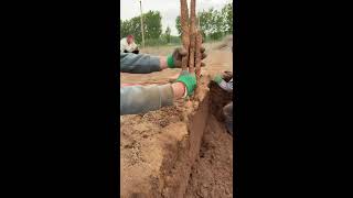 Digging Chinese Yams Live