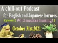 英語聞き流し!睡眠誘発!Let&#39;s learn Japanese!  【日英バイリンガルPodcast】天然メダカが福岡に!?