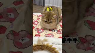 【牛奶说了算】用猫毛做了个“向钱靠龙”，最后显眼包怎么有点委屈呢哈哈哈 image