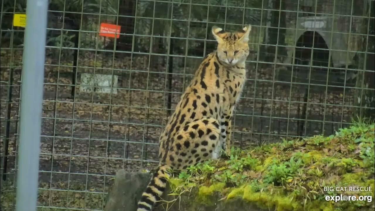 Servals can jump and look Illithia serval at Big Cat Rescue