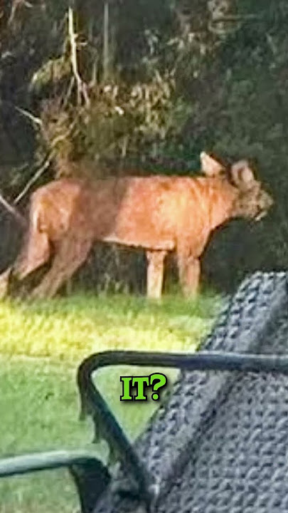 Texas Woman Photographs 'Mystery Creature' in Backyard #Chupacabra #Cryptid #Cryptozoology