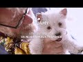 Le Monde de Jamy – Chiots, Chatons : Les premiers pas de nos animaux préférés ! Lundi 12/02 sur F3