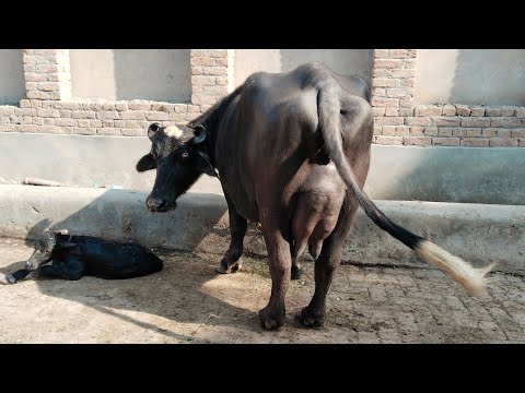 Watch pure neeli buffalo for sale on Arifwala 03006537323 -13-01-2026