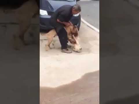 Vídeo: Raquete De Briga De Cães Sul-coreana Preso Nas Filipinas