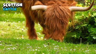 Inspiring Peace Of A Scottish Cattle Eating - Part Ii