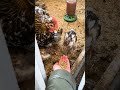 Chickis