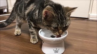 お水をちゃんと飲めるようになった子猫