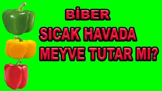 BİBER BU SICAKTA MEYVE Mİ TUTAR? DEDİKLERİMİZİ YAPARSAN TUTAR!
