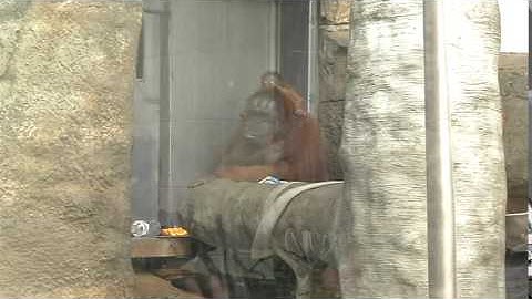 Wakil, the baby orangutan @ The Toledo Zoo