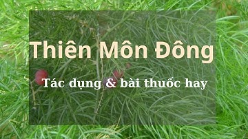 Tác Dụng Của Thiên Môn Đông: Dược Liệu Chữa Ho, Đờm Hiệu Quả