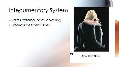 Chapter 1 Anatomy Intro