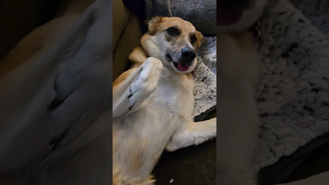 #милаясобака