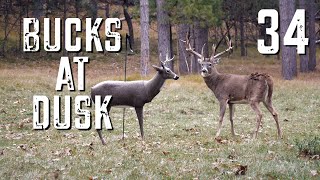 Bucks at Dusk Episode #34