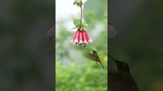  Ruby-throated hummingbird Birds Life Singing, Chirping, Playing #wildlife #4k #shorts #birds