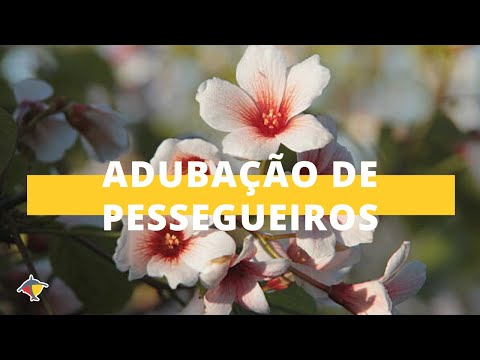 Vídeo: Fertilizante de Pessegueiro - Como Adubar Pessegueiros