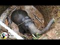 La forma más inteligente de rescatar a un elefante de un pozo profundo I El Dodo