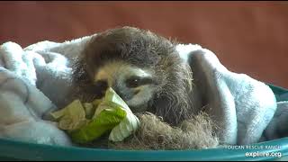 Rescued baby sloth Robin gets his adorable closeup!   Recorded: 03/12/23