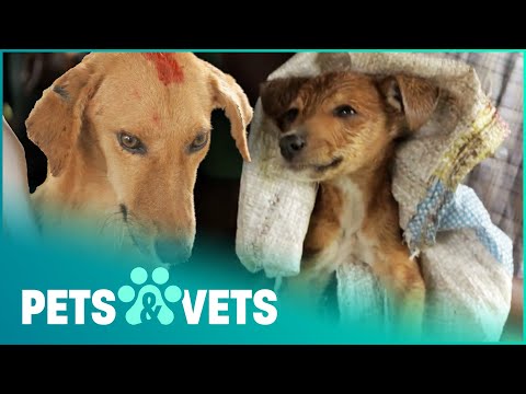 THE DOG RESCUERS COMPILATION