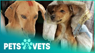 Saving Helpless Dogs In Foreign Countries | The Dog Rescuers Compilation