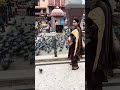 pigeons of amritsar