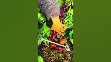 Super tajam!! Alat ini dapat memanen tumbuhan unik dengan praktis #shorts