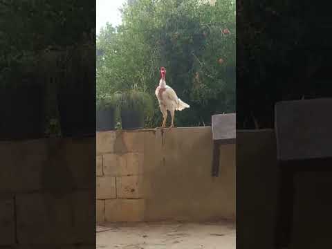 عتابا الشعب معقول ديك بلا ريش