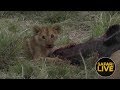 safariLIVE - Sunset Safari - December 7, 2018