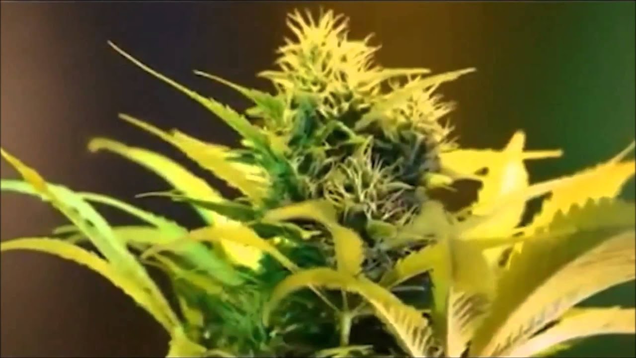 Howla - Cold as Ice (Ganja Green Video)