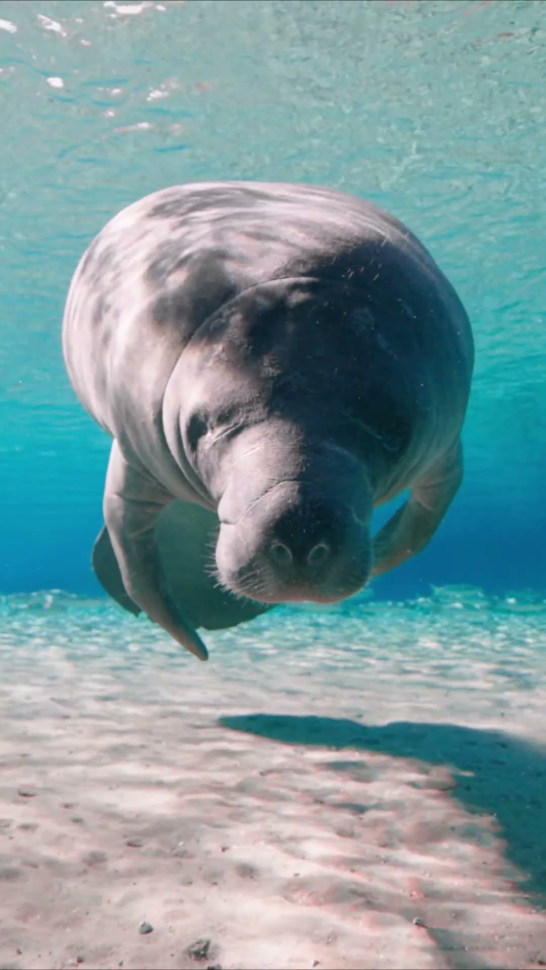 Manatees can hold their breath for up to 15 minutes underwater ? #Manatees #Shorts #Animals