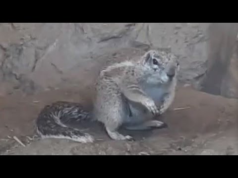 Video: Jak se jmenuje veverčí hnízdo? Kde bydlí veverka?